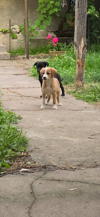 Donez 4  Catei talie medie Tinca Ursad Bihor