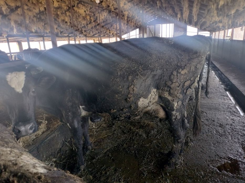 Vând 2 vaci detalii la telefon