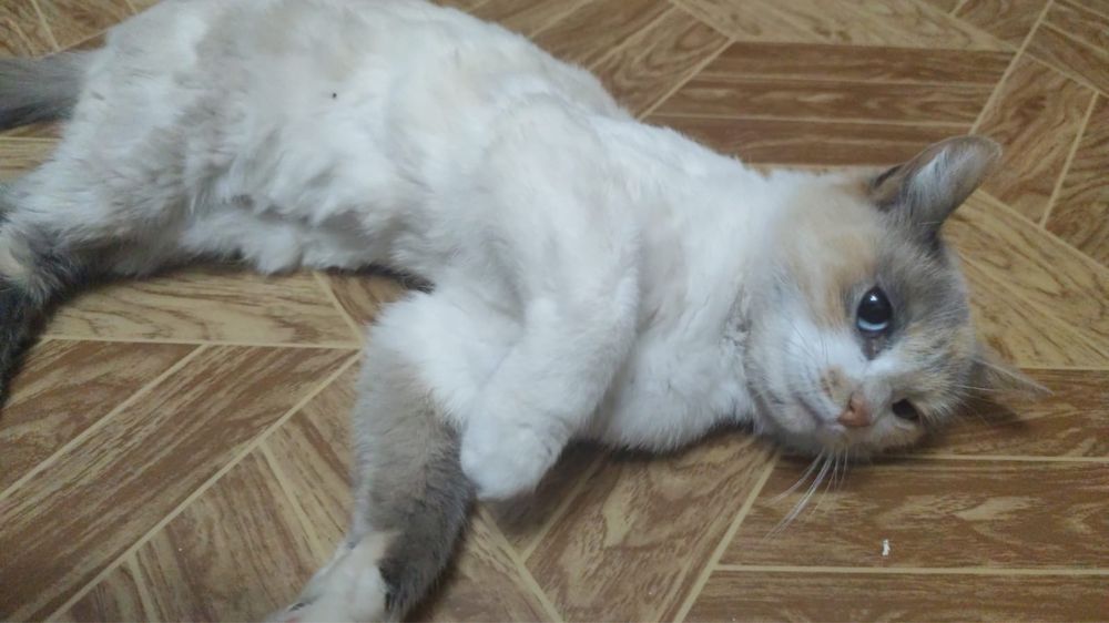 Ищем хозяев для кошечки  Бани