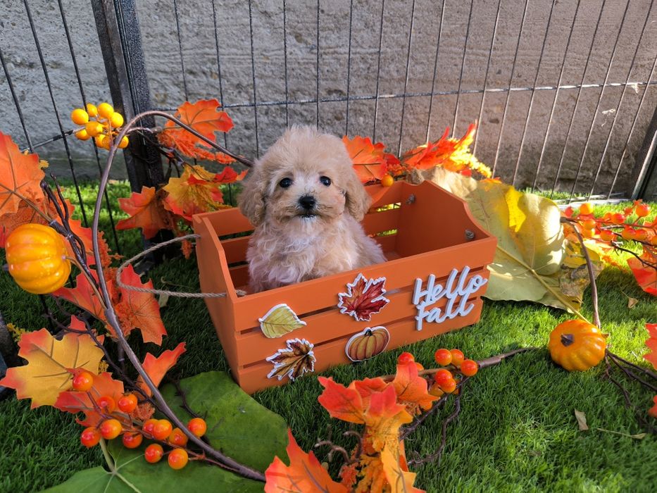 Vand fetita Maltipoo f1 toy crem