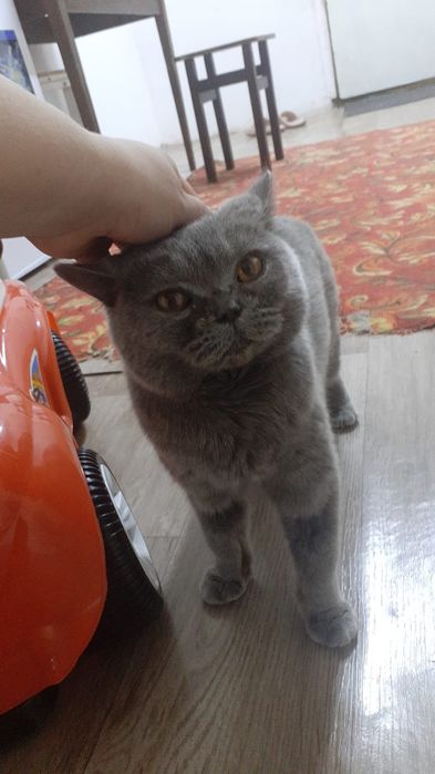 Продам Чистокровную Британку