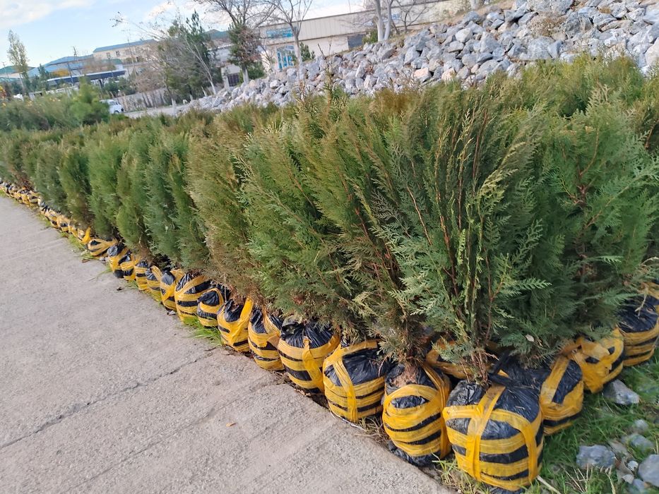 Tuya archa sotiladi kekishtirib beramiz