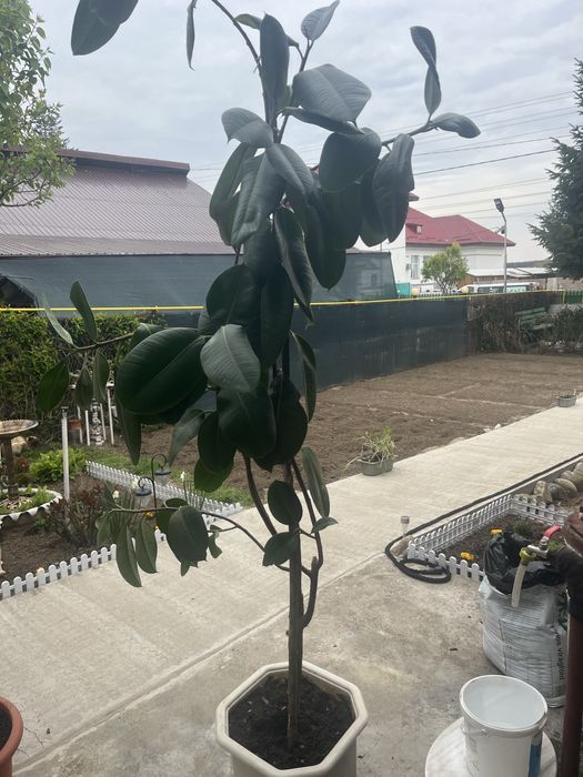 Plante mari Ficus