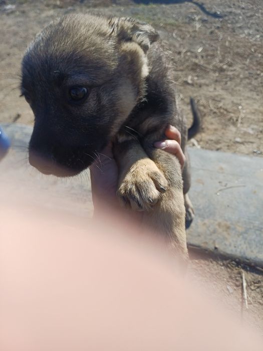 Отдам щенка  девочка в хорошие руки