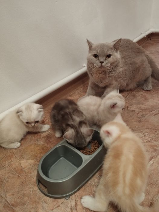 Шотландские котята