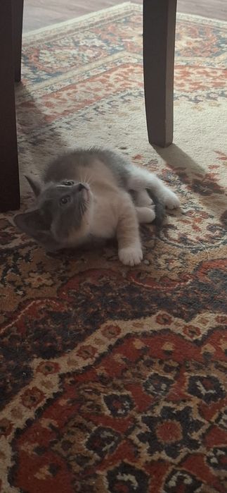 Отдам котёнка в добрые руки.