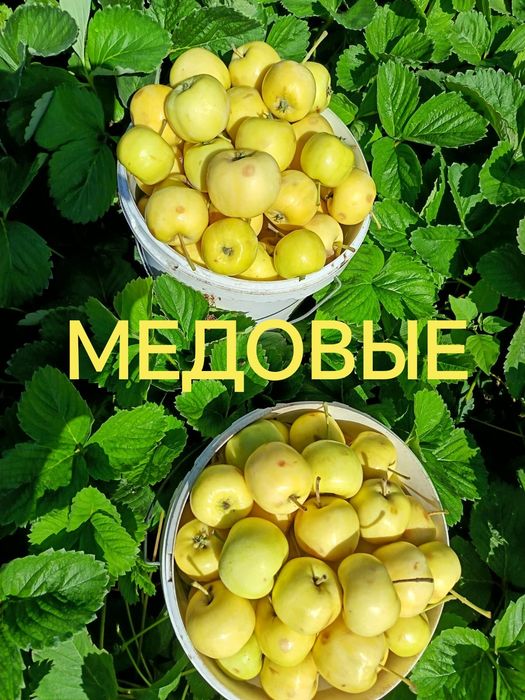 Продам дачные яблоки, вкусные.