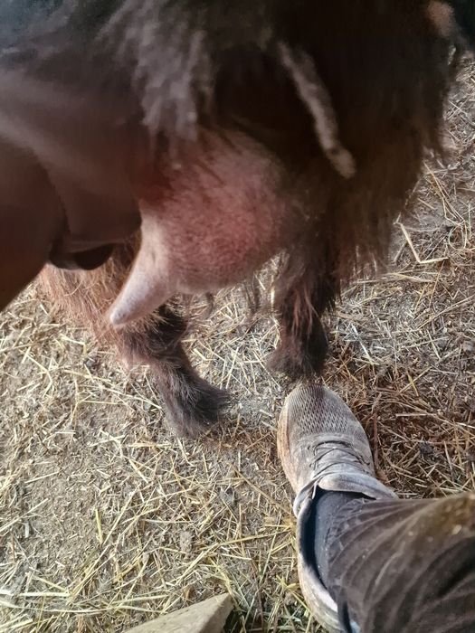 5 capre  schimba locatia