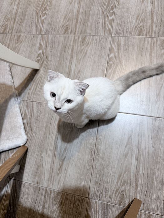 Котенок шотландский