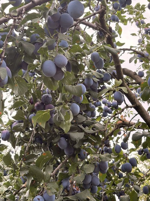 prune  carnoase de vanzare