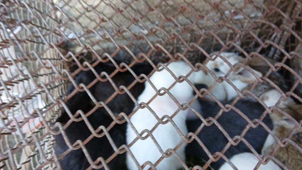 Vând iepuri 2 albi 2negri si 1 alb cu maro