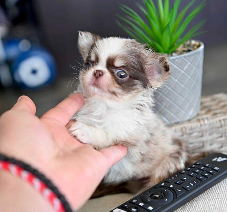 Женско миниатюрно дългокосместо шоколадово мерле