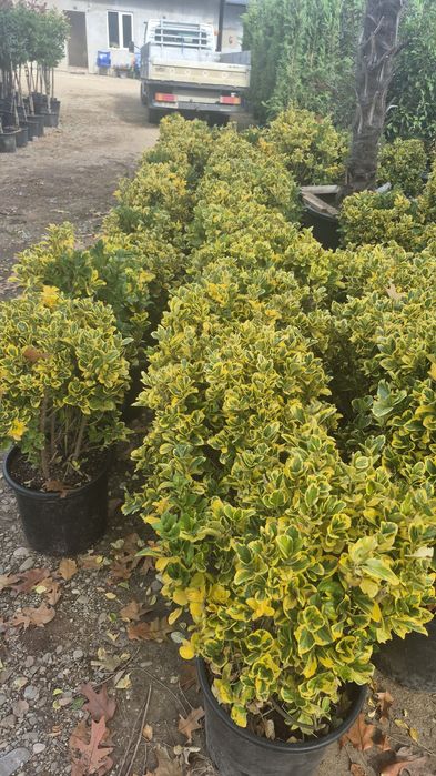 Chiparos  tuia leilandii