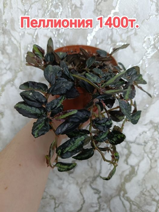 Комнатные растения кжби