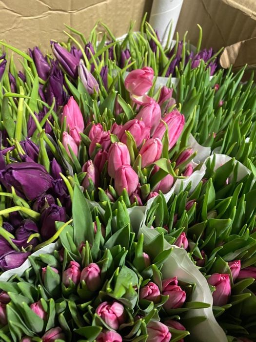 Тюльпаны ОПТОМ и в розницу