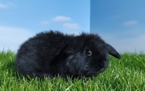 Karlik quyonchalar sotiladi