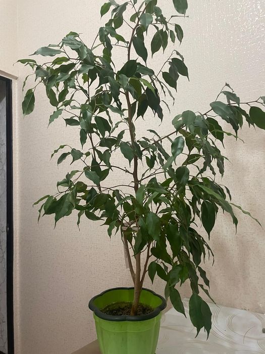 Цветы домашные ростения