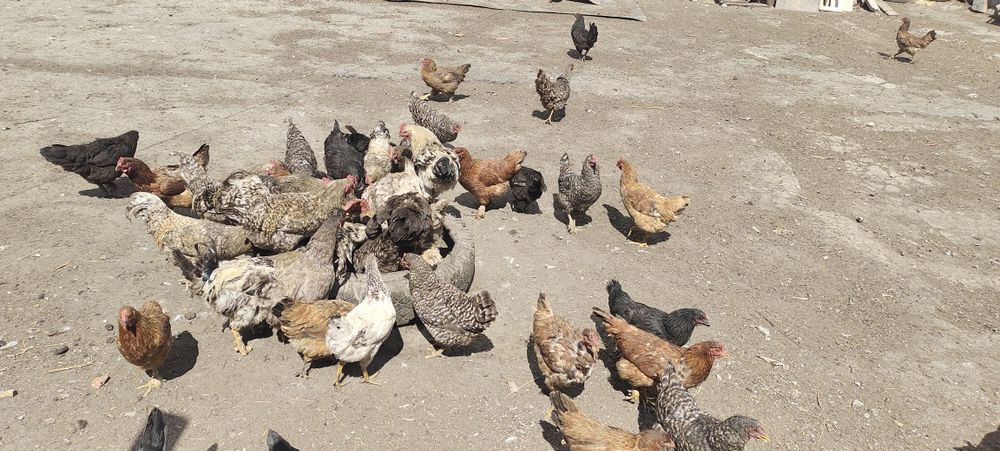 Продам Куры и Петуи Домашние 3000