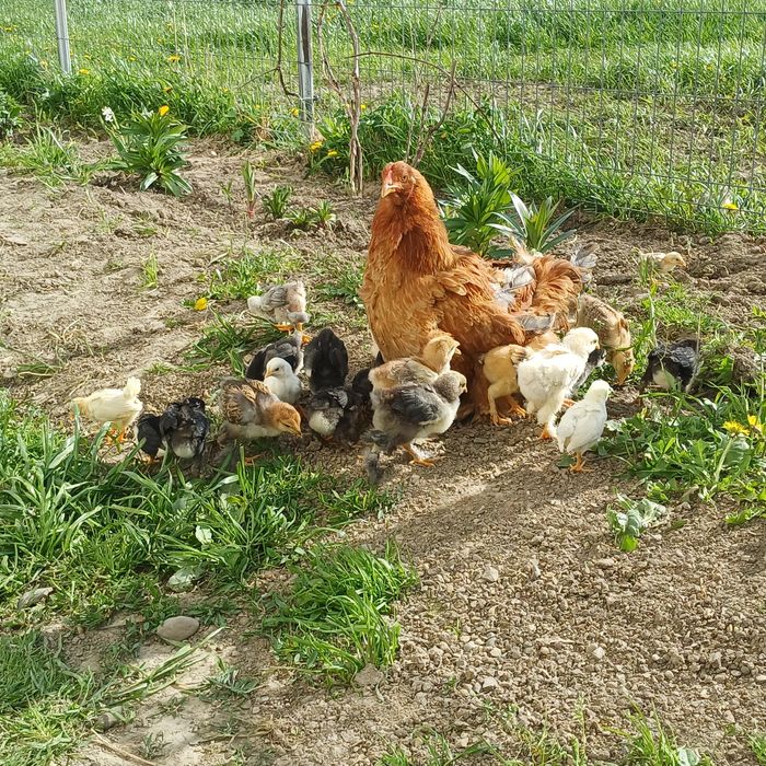 Closca brahma  cu puișori