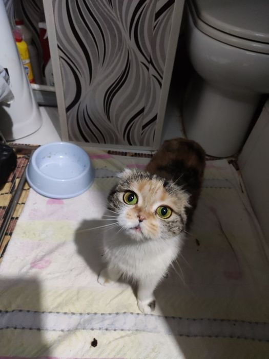 Shatlandiskiy  paroda