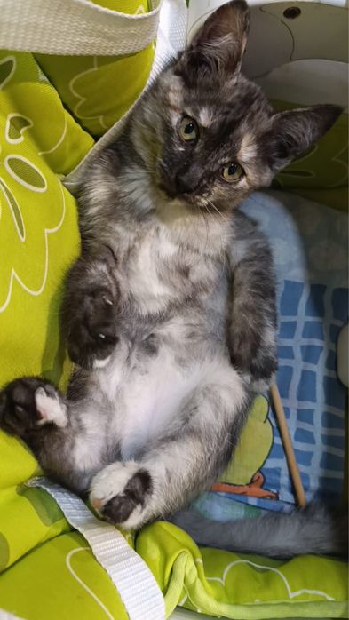 Ищет дом котенок 2 месяца