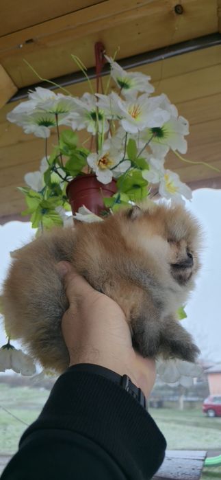 Померанчета на 2 месеца. БЕЗПЛАТНА ДОСТАВК!