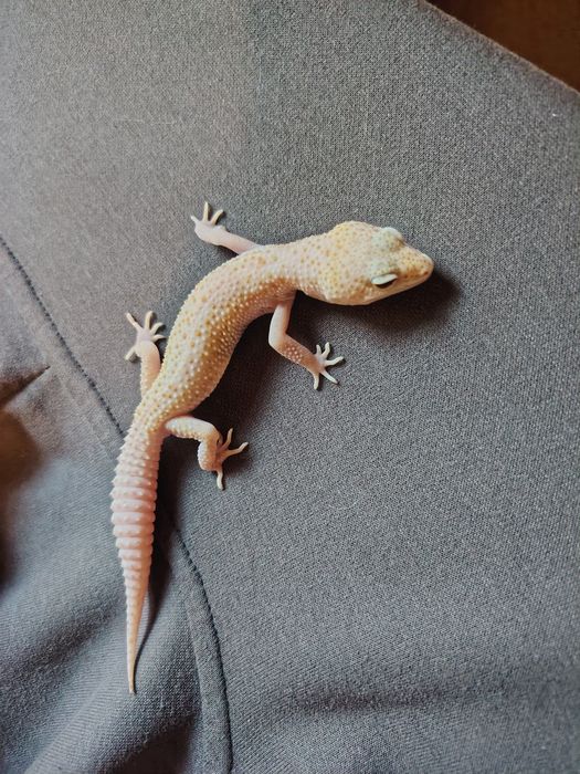 Ручные эублефары — просты в уходе