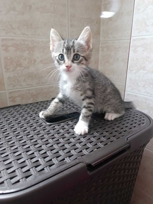 Търся дом за 3 прекрасни котенца