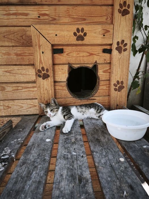 Отдам котенка в хорошие руки