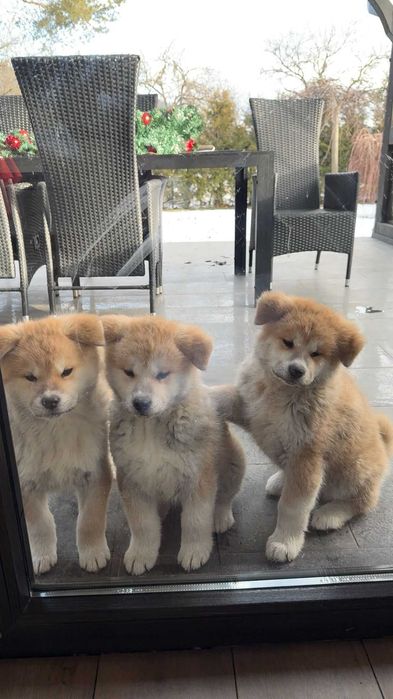 Akita Inu – pui deosebiți, 3 luni, rasă japoneză premium