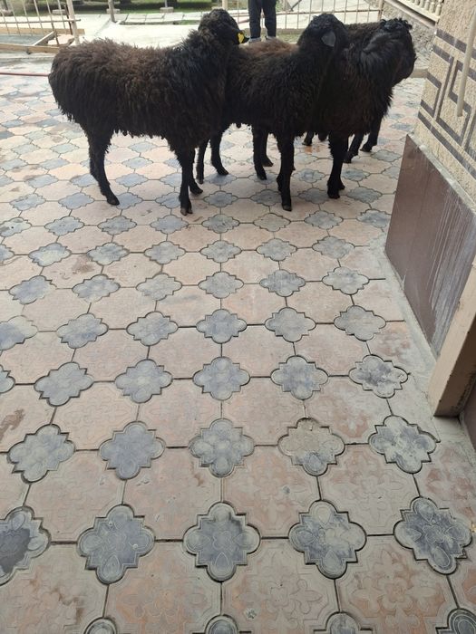 Қошқарлар бар  Семиз