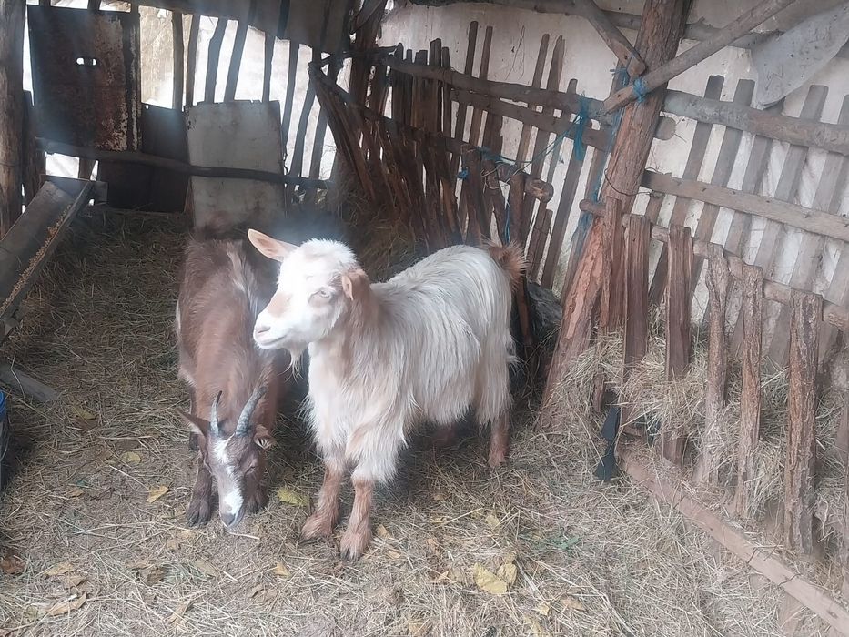 Vand 2 capre  detalii în privat urgent
