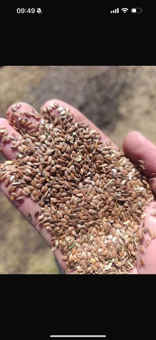 Пшеница.Платный чат! Все корма.