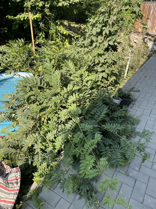 Глициния розовая,взрослая.