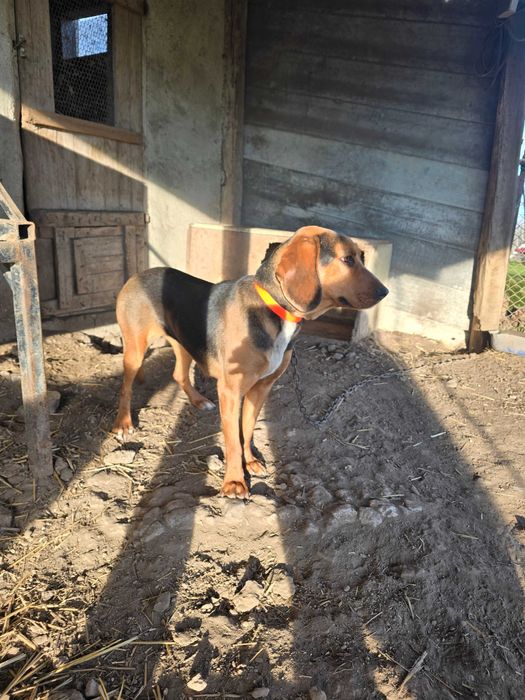 Гръцко Гонче женско