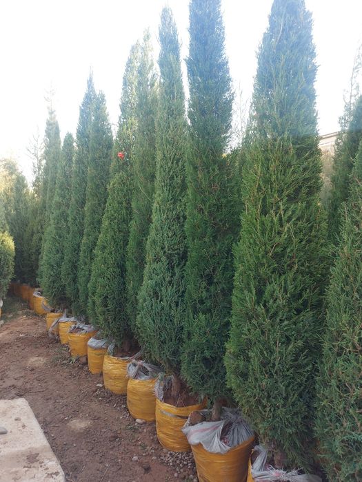 xarhil turdagi kuchatlar bor