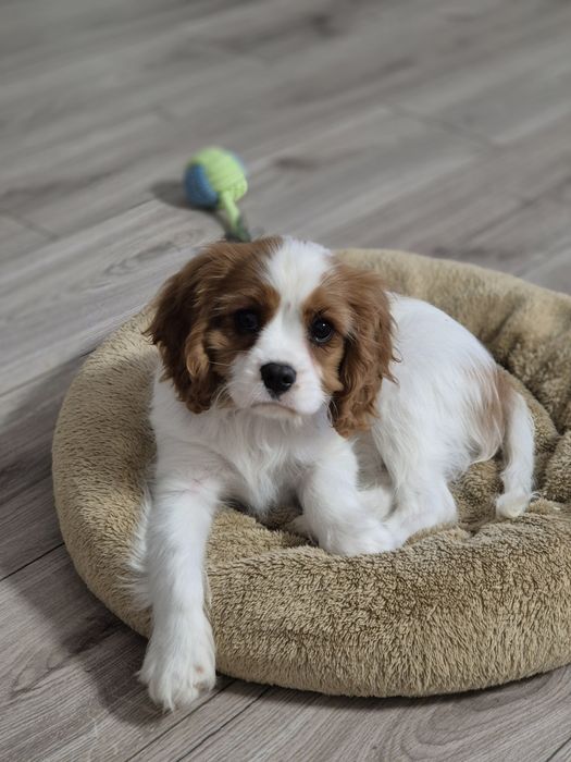Cavalier king charles