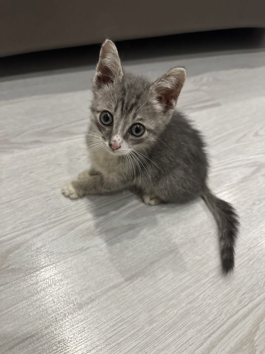 Котенок уличный мальчик ищет дом