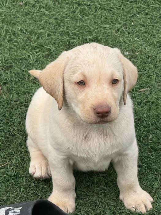 Продам щенков лабрадора