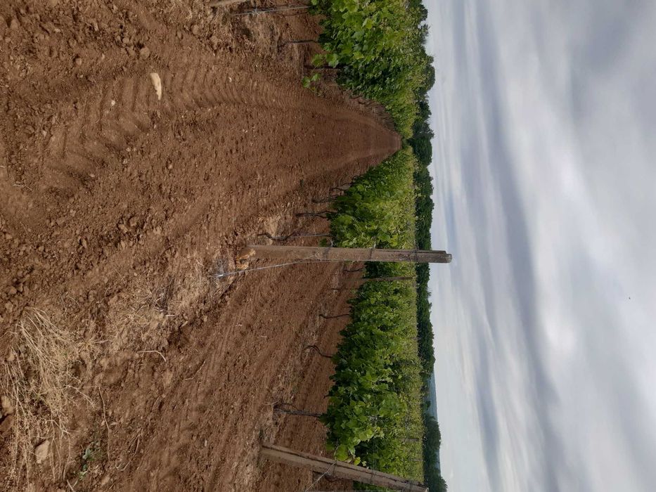 livada de pomi fructiferi si vie struguri de masa