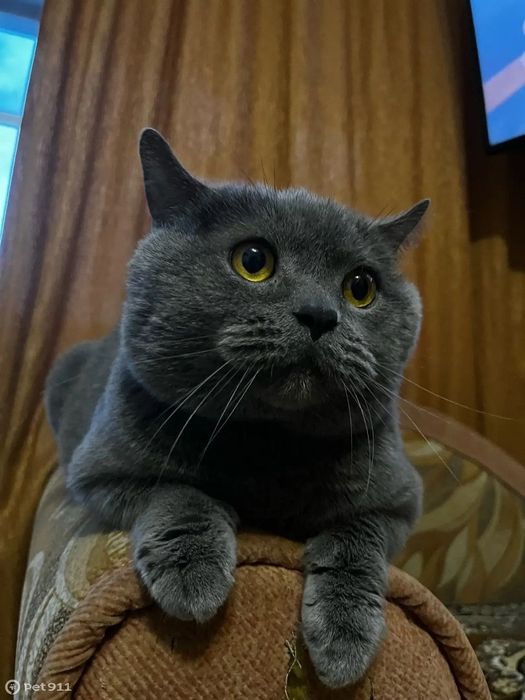 Scottish strayt 5 oyli erkak