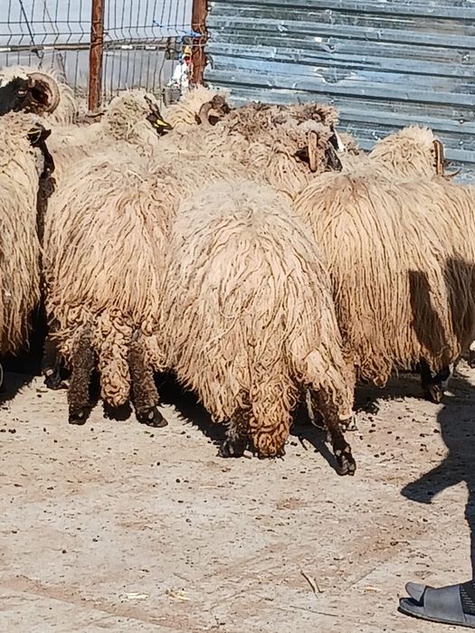 Oi cu miei de vanzare urgent