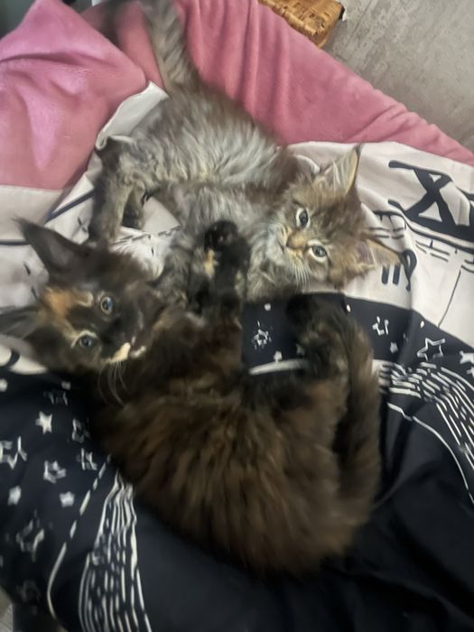 Черепашка мейкун девочка