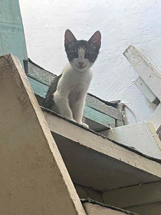 Donez 5 pisici,mama cu puii