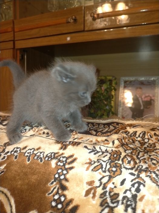 Отдам милых котят в добрые руки.