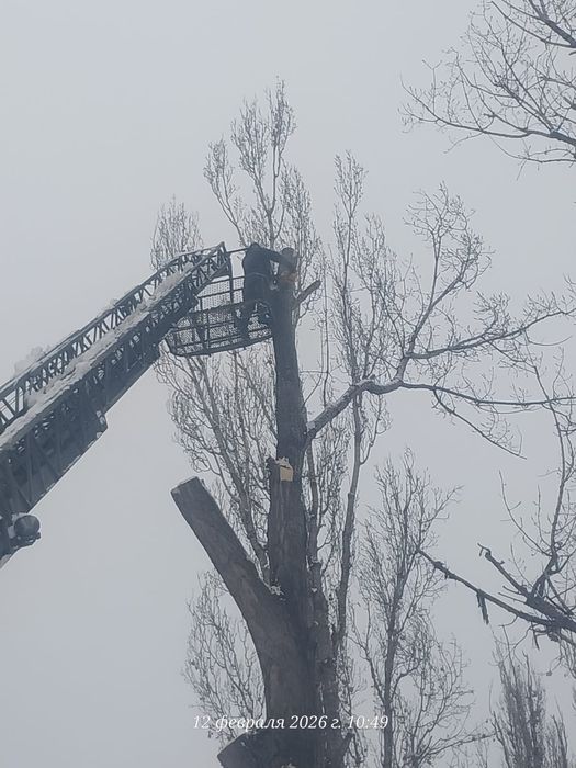 Спил деревьев обрезка плодовых деревьев