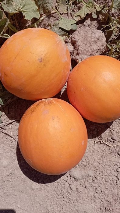 Дыня семена  Бакинка ( колхозница )