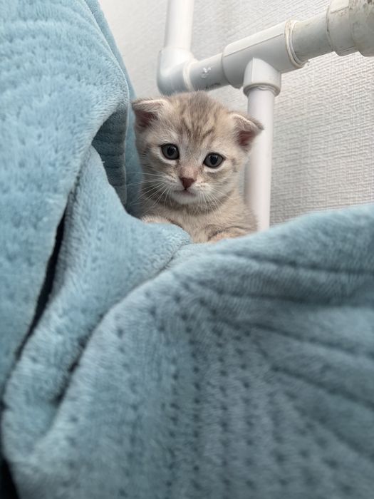 Шотланские котята