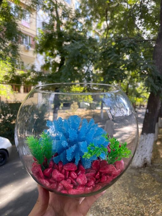 Akvarum va baliq magazin