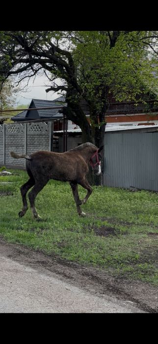 Продам тайчика